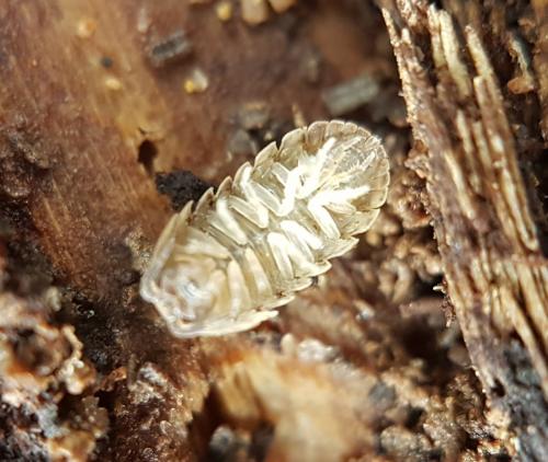 Réf. 223 734 : Armadillidium vulgare